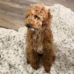 Poodle Puppies from Savana williams