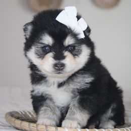 Tiana MINI - Black and white female Pomsky puppy in Apple Creek, Ohio from Kathryn Troyer