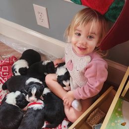 Border Collie Puppies from Snowbird Border Collies