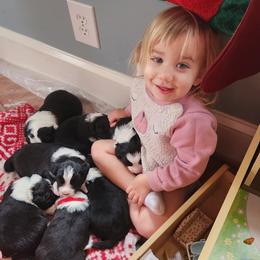 Border Collie Puppies from Snowbird Border Collies