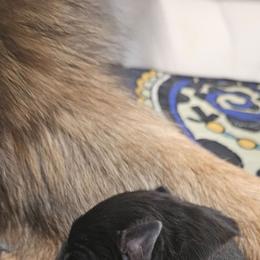 Black collar - Black and red male German Shepherd puppy in Newaygo, Michigan from Sterley Shepherds