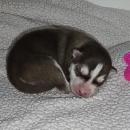 Siberian Husky Puppies from Anuun's Huskies