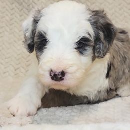 Jasper - Merle male Bernedoodle puppy in Shelton, Washington from NW Bernedoodles of Washington