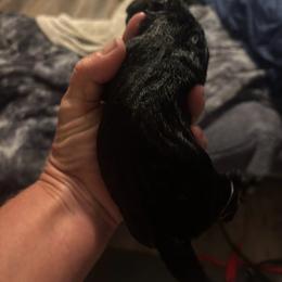 Boy 3 - Black male Labrador Retriever puppy in Cullman, Alabama from Chara’ Labradors