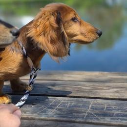 Dachshund puppies from Happy Little Doxies