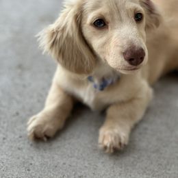 Daisy Rose - Dachshund