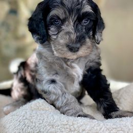 Australian Labradoodle Puppies from Fancy Pants Labradoodles