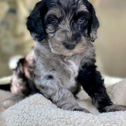 Australian Labradoodle Puppies from Fancy Pants Labradoodles