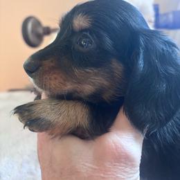 Fritz - Black and tan male Dachshund puppy in Argos, Indiana from TKO Doxies