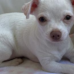 Chihuahua puppies from Precious Petite Puppies