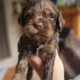 Purple Female - Brown and tan female Cockapoo puppy in Mocksville, North Carolina from Hunting Creek Farms