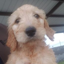 Goldendoodles from Salinas Poodles and Doodles