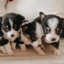 Aussiedoodles, Goldendoodles, Pembroke Welsh Corgis, and Sheepadoodles from The Puppy Stables