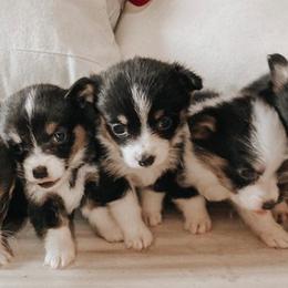 Aussiedoodles, Goldendoodles, Pembroke Welsh Corgis, and Sheepadoodles from The Puppy Stables