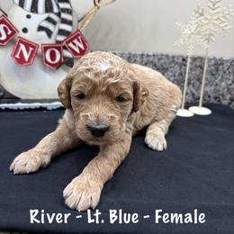 River - Red  female Goldendoodle puppy in Annville, Pennsylvania from Bellegrove Goldendoodles