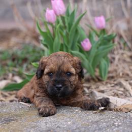 Olive - Wheaten female Whoodle puppy in West Bend, Iowa from Blue Skies Terriers