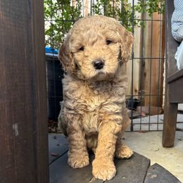 Pluto - Cream male Goldendoodle puppy in Rocklin, California from FurEver Yours Goldendoodles