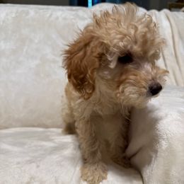 Daisy - Apricot female Poodle puppy in Auburn, Georgia from Southern Poodles