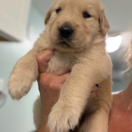 Midge - Golden female Golden Retriever puppy in Saint Pauls, North Carolina from Copperfield’s Goldens