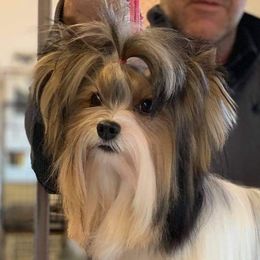 Erika - Biewer Terrier