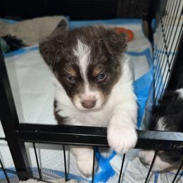 Miniature Australian Shepherd Puppies from Amberwood DD Aussies
