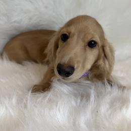 Girl 1 - female Dachshund puppy in Middleboro, Massachusetts from Eastern Juniper Dachshunds