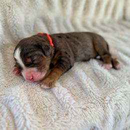 Rookie - Merle male Bernedoodle puppy in Waco, Texas from Blessings Pups Doodles
