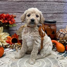 Amber - Cream female Goldendoodle puppy in Lisbon, Ohio from Willow Lane Doodles
