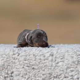 Beautiful Pleasure - Blue and rust female Doberman Pinscher puppy in Commerce, Texas from Elitehaus