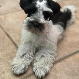 Miniature Schnauzer Puppies from A.R Miniature Schnauzers