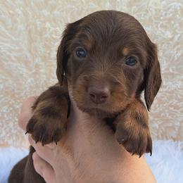 2500.. Cruze - Chocolate and tan male Dachshund puppy in Winter Haven, Florida from Gateway 2 Little Paws