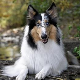 Collie All Grown Up from Tucker Creek Collies