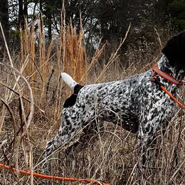 German Shorthaired Pointers from QuietStorm German Shorthaired Pointers Reg.