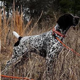 German Shorthaired Pointers from QuietStorm German Shorthaired Pointers Reg.