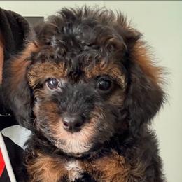 Lucas - Phantom male Poodle puppy in Saint Cloud, Florida from Rising Star Kennels