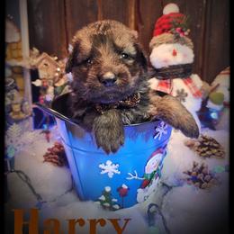 Harry - Sable male German Shepherd puppy in Fort Jennings, Ohio from Von Holtzapple German shepherds