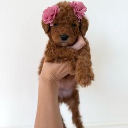 GEMMA - Red  female Goldendoodle puppy in Independence, Oregon from ANKENY DOODLES