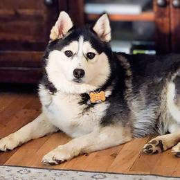 Ember - Pomsky