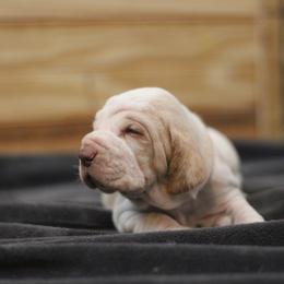 Girl 6 - White and orange female Bracco Italiano puppy in Williamsburg, Virginia from Eastern Breeze