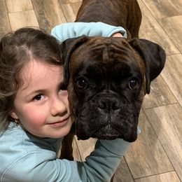 Cinder - Boxer