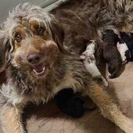 Aussiedoodles and Poodles from La-di-da doodles