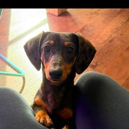 Dachshund puppies from L&B Lowriders