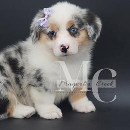 American Corgi and Pembroke Welsh Corgi Puppies from Magnolia Creek Corgis