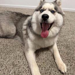 Yara - Gray and white female Siberian Husky puppy in King William, Virginia from Zodiac Moon Huskies