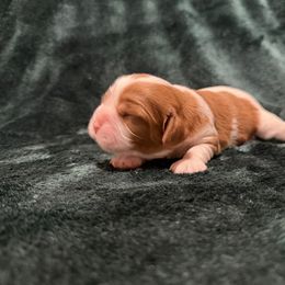 Honey - Blenheim female Cavalier King Charles Spaniel puppy in Melrose, Florida from Magnolia Hill Cavaliers and Doxies