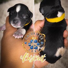 Biscuit - Parti male Miniature Schnauzer puppy in Dorr, Michigan from Enchanted Paws