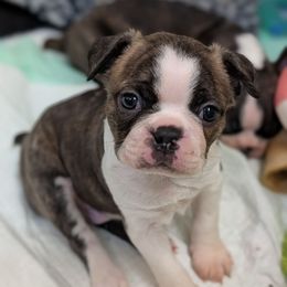 Angus - Brindle and white male Boston Terrier puppy in Oak Hills, California from All American Boston Terriers