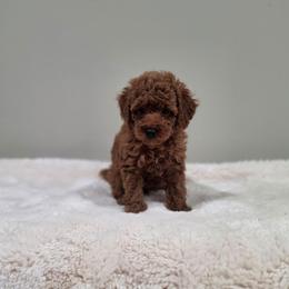 Fisher (AKC) - Red  male Poodle puppy in Rainbow City, Alabama from Spinks Poodles