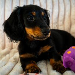 Abel - Black and tan male Dachshund puppy in Temecula, California from Naomi Magee's Dachshund Kennel