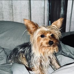 Eric - Yorkshire Terrier